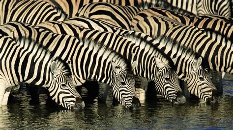 Zebras At The Waterhole Wallpapers And Images Wallpapers Pictures