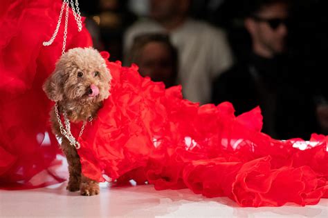 Look Dogs Hit The Catwalk At New York Fashion Week