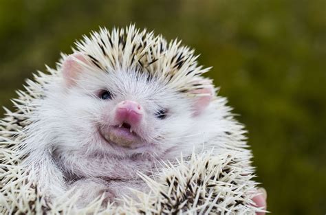 Funny Hedgehogs Wallpapers High Quality Download Free