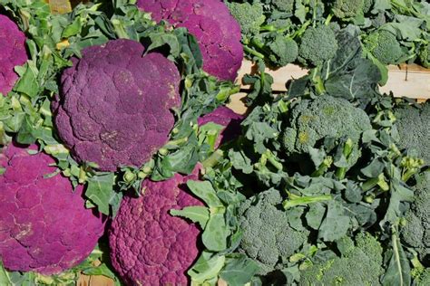 Blooming Broccoli All You Need To Know About This Tasty Veg