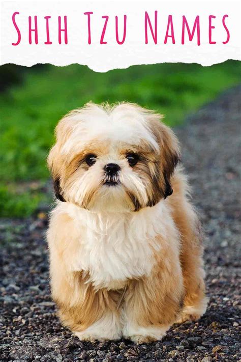 Shih Tzu Names Adorable To Awesome Ideas For Naming Your Puppy