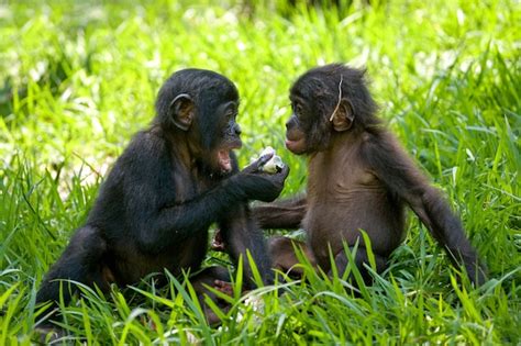 premium photo two bonobos are sitting on the ground democratic republic of congo lola ya