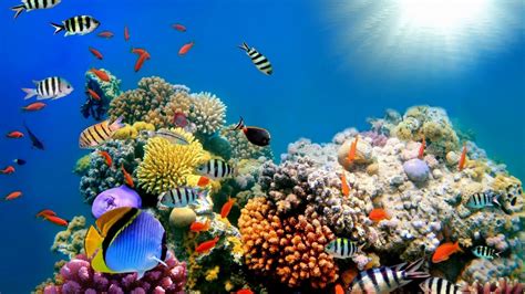 Colorful Shoal Of Fishes Near Coral Reefs Under Sea Hd