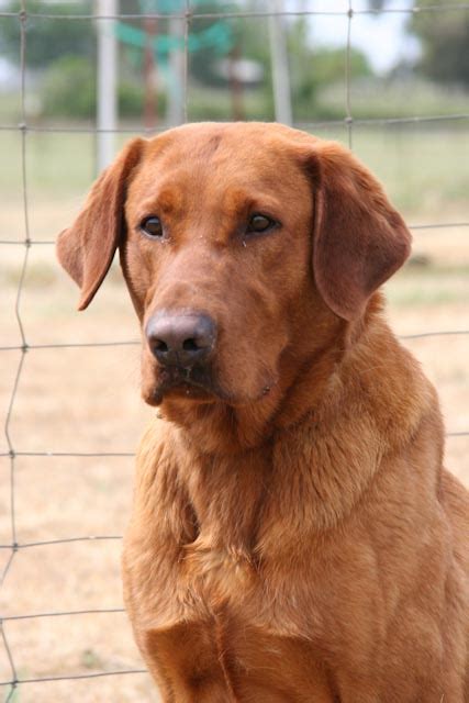 To encourage the breeding of pure yellow labrador retrievers. Gallery Red And Yellow Lab Puppies