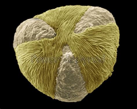 Sycamore Pollen Grain Acer Pseudoplatanus Microscopic Photography