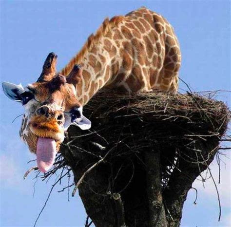 40 Most Funny Giraffe Pictures That Will Make You Laugh