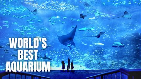 Sea Aquarium Singapore Walking Tour 2020 Youtube