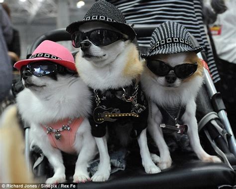 Most cats are born with beautiful coats and don't need to wear anything else. Dog fashion: Meet the pampered pooches styled in Japan's ...