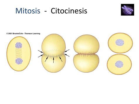 Ppt Clase Mitosis Y Meiosis Powerpoint Presentation Free Download