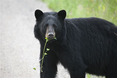 American Black Bear Government Of Yukon