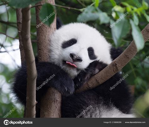 Happy Panda Baby Putting His Tongue Out Stock Photo By ©silverjohn