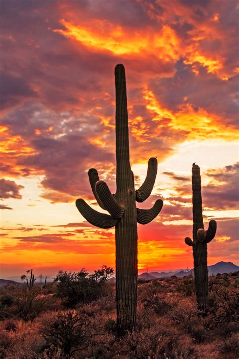 Fire In The Sky Sunset With Cactus Arizona Sunset Sunset Nature