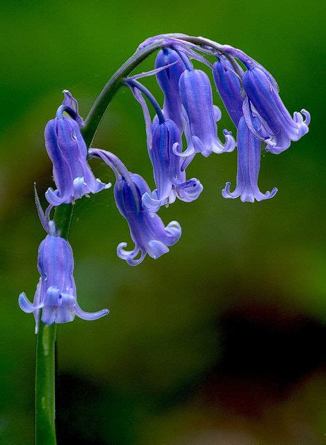Bluebell Hyacinthoides Non Scripta Bluebells Wild Flowers English