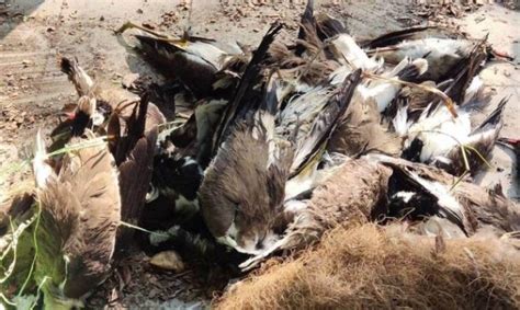 Some 200 Birds Die Of Avian Flu In Indias Rajasthan State