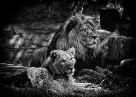 Free Images Nature Black And White Wildlife Wild Zoo Africa