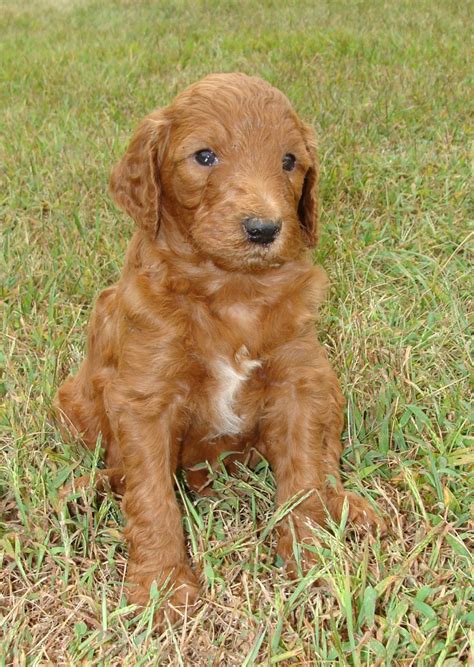 Our irish doodles sell for $2400. Irish Doodle & Goldendoodle Puppies For Sale Eagle Valley ...