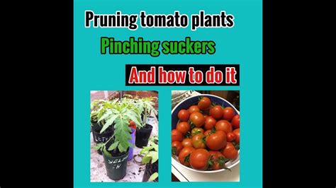 Pruning Tomato Plants Pinching Suckers And How To Do It Youtube
