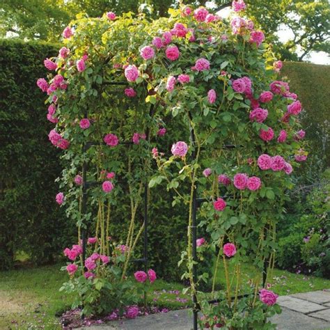 Growing Hybrid Tea Roses In Pots Hybridtearoses Hybrid Tea Roses