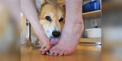 Why Does My Dog Lick My Feet Dog Behavior Explained The Dodo