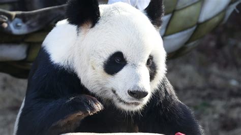 What We Know About Le Le The Giant Panda And The Species