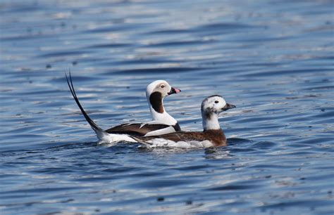 A Distinctive Sea Duck Pacific Birds Habitat Joint Venture