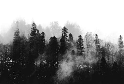 🏞 forest fog background landscape nature pinetree tra...