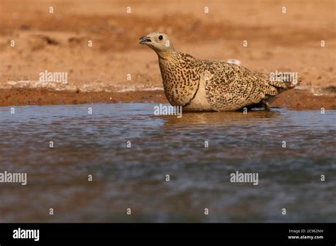 Black Bellied Sandgrouse Female At A Water Point In Summer With The