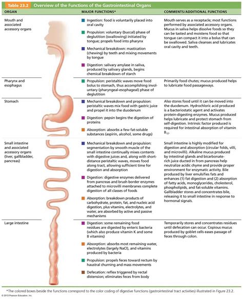 The Digestive System Awesome Overview Of The Digestive System And The
