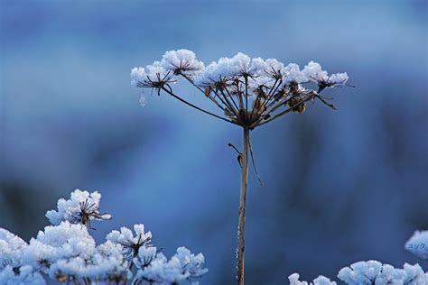 Wallpaper Sunlight Nature Sky Snow Winter Branch Blue Ice Cold Frost Blossom Spring