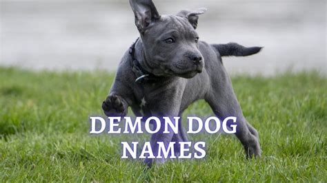 Demon Dog Names Best Demon Names For Dogs