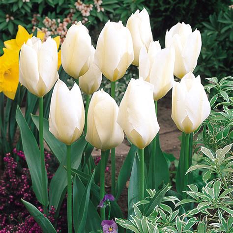 Tulip Bulbs For Sale Online J Parkers Dutch Bulbs