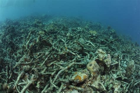 Coral Reefs Suffering In Philippines Despite Outlawing Damaging Fishing