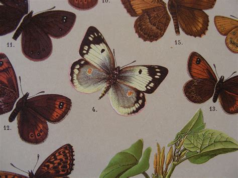 Vintage Butterfly Lithograph Book Illustration