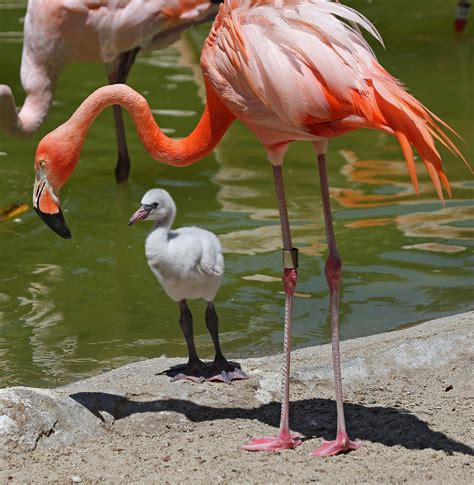 List 105 Pictures Flamingo Wildlife Habitat Photos Updated 102023