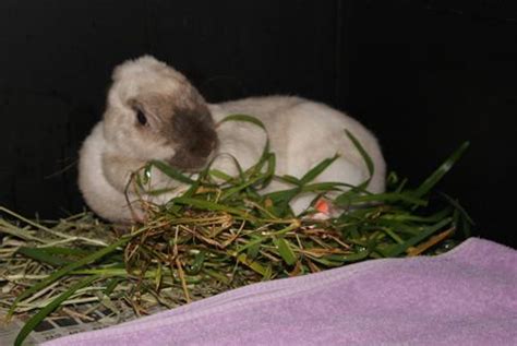 Expert Rabbit Vet Clinic In Perth And Melbourne
