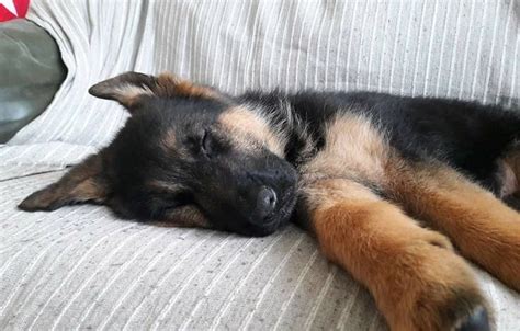 How To Take Care Of A 1 Month Old German Shepherd Puppy Anything