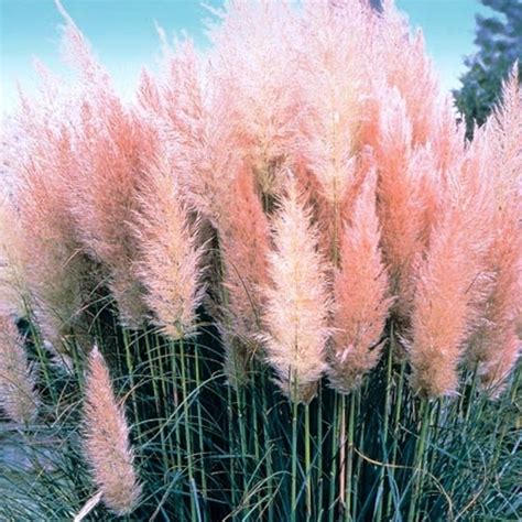 Pink Rosea Cortaderia Selloana Pampas Grass Pumila Tall Feathery