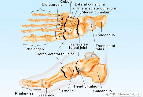 The four lumbricales are affixed to the inner side of the four toes. The foot is an extremely complex anatomic structure made up of 26 bones and 33 joints that must ...