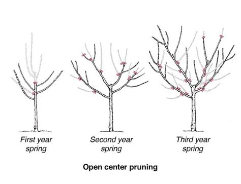 Fruit Tree Pruning And Training 101