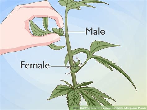 Small, fertile sacks, getting ready to one day burst wide open and send the pollen flying towards the female flowers. How many leaves does a female marijuana plant have ...