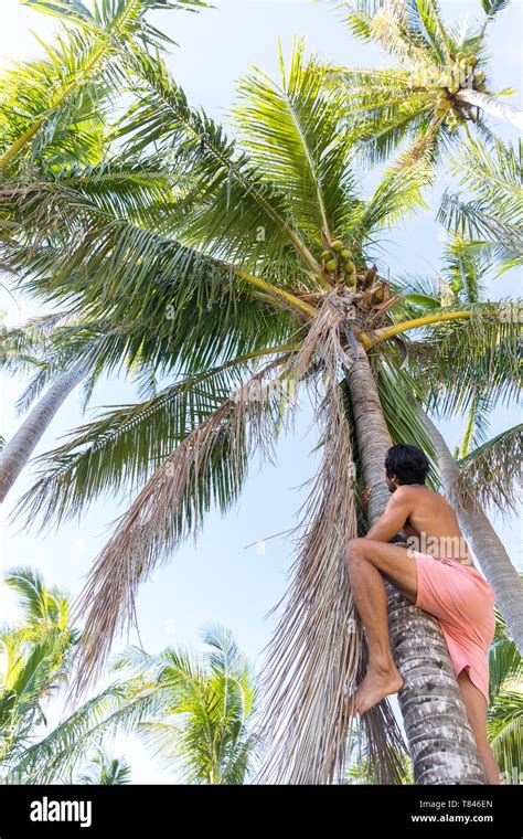 Man Climbing Coconut Tree Pagudpud Ilocos Norte Philippines Stock