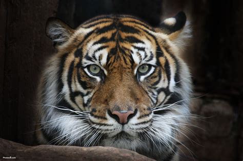 Leone Leveanasiga Sumatran Tiger