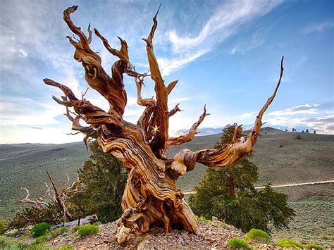Today, we will list out 10 oldest trees in the world that are known for their silence, strength, flexibility and steadfastness. The Amazing World : Methuselah Tree (World's Oldest Tree ...