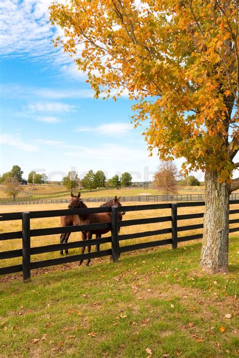 Two Loving Horses At Horsefarm Autumn Stock Image Colourbox