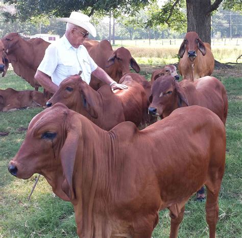 Bringing cattle buyers and cattle sellers together. Brahman Cattle Ranch, Hahira, Georgia