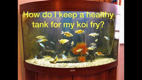 How Do I Maintain A Healthy Koi Fry Tank For Good Growth And