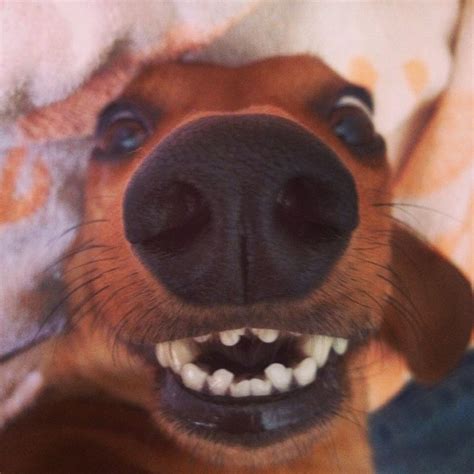 10 Fun Reasons To Get Dachshunds Wiener Dog Happy Dogs Dachshund Dog