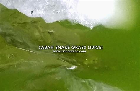 Sabah snake grass clinacanthus nutans health benefits mp3 & mp4. Herbs Info: Sabah Snake Grass - Healing & Benefits