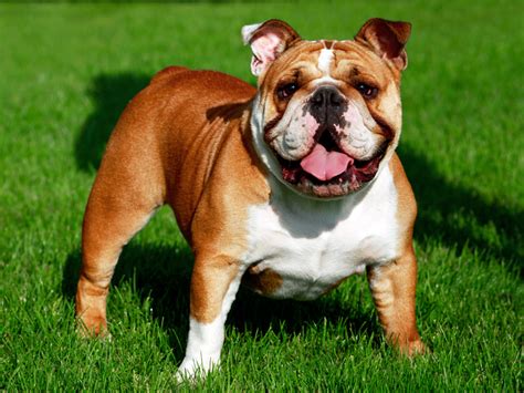 Are English Bulldogs Good With Other Dogs
