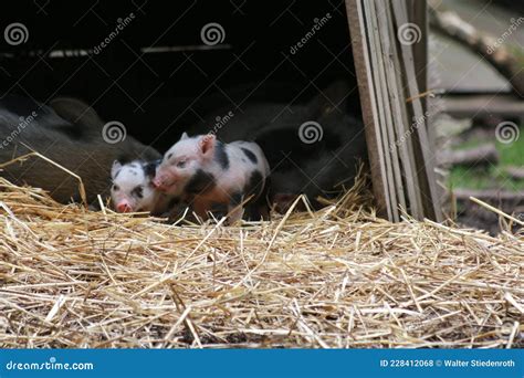 Domestic Pigs Piglets In The Straw Stock Photo Image Of Animal